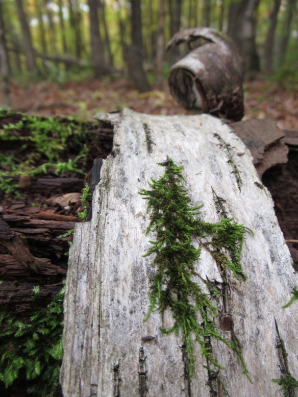 IMG_1340 copyright Of-the-Essence Blog 2019