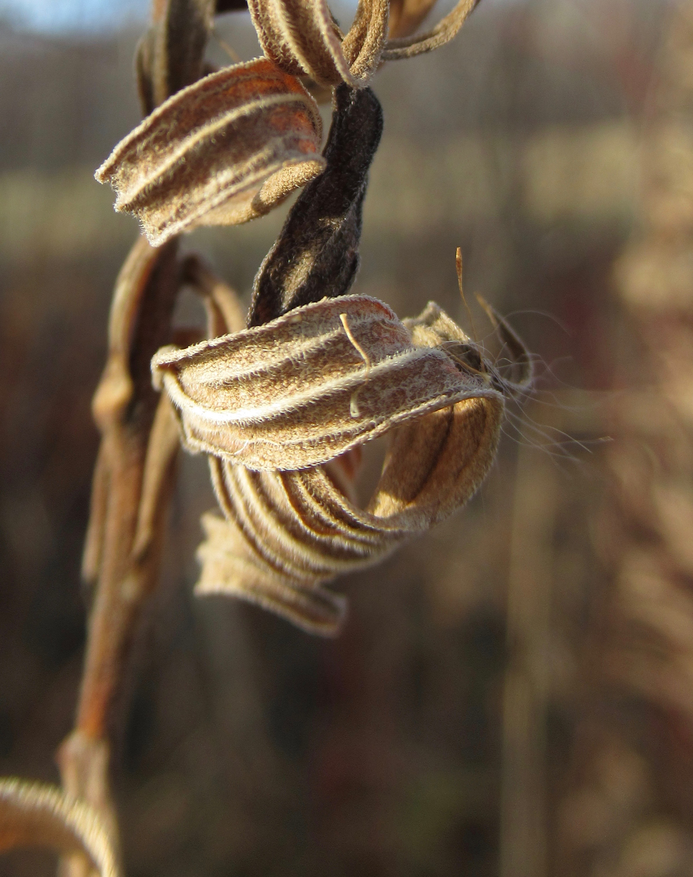 IMG_1961_Version 2.jpg copyright Of-the-Essence Blog 2020