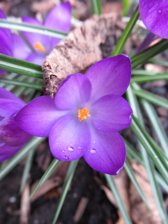 IMG_2946 copyright Of-The-Essence Blog 2020